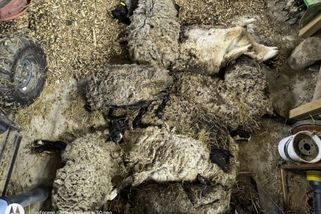 Inspektoři našli u chovatele v Křelově desítky uhynulých a podvyživených ovcí