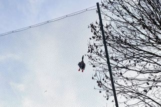 V Praze přibývá případů divokých zvířat v nesnázích. Lidem jsou často naprosto lhostejná - Novinky