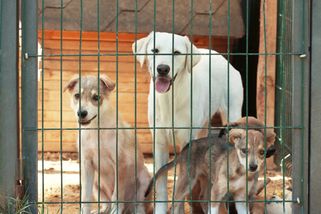 Přemýšlíte o adopci mazlíčka? Co zvážit před rozhodnutím