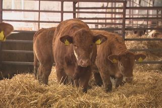 Hovězí jen pro nejbohatší? Maso prudce zdražuje a mizí z jídelníčků, kuchaři hledají náhrady