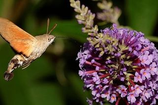 Kolibřík v Čechách? Seznamte se s fascinující dlouhozobkou – motýlem připomínajícím kolibříka - Médium.cz