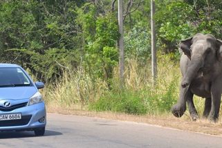 Do slona narazilo auto plné opozičních poslanců. Zvíře na ně zaútočilo, jeden z nich zraněním podlehl