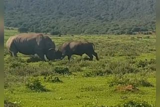 Příroda zasáhla a lovec litoval, že má u sebe jen nůž na chleba | Darwinovy ceny