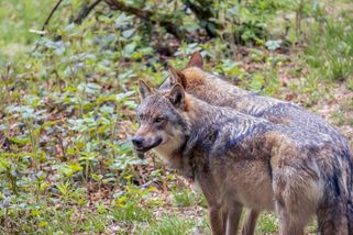 koktejl | Vlci se definitivně vrátili do českých lesů: Nadšení i obavy o majetek