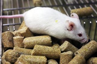 Myši se díky nové léčbě zbavily autismu. V budoucnu pomůže i lidem, věří vědci