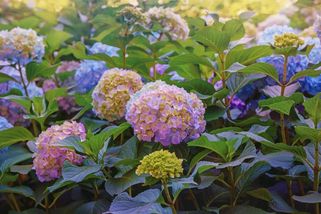 Hortenzie vám po vysazení opadá a na jaře uschne? Nevěšte hlavu. Tahle rostlina je mnohem odolnější a kvete celé léto