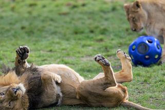 Zoo Praha se probouzí: Želvy vstaly, syslové vykoukli
