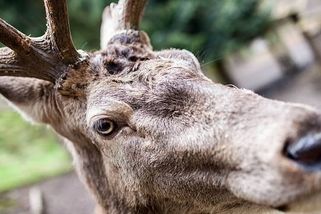 Policisté z Boskovic zachraňovali jelena. Parohy měl zamotané v maskovací síti