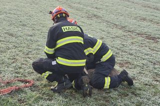 Hasiči na Vsetíně osvobodili srnu z nebezpečné pasti