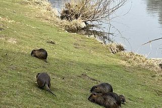 V Berouně se přemnožily nutrie. Radnice je chce likvidovat