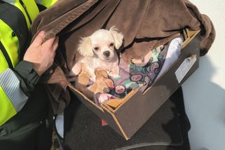 Veterináři odvezli 150 malých psů z množírny na Příbramsku - Novinky
