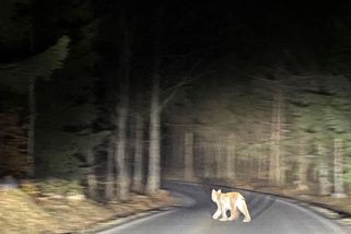 Ohromily nás jeho tlapy. Před autem na severu Čech přeběhl rys ostrovid - Novinky