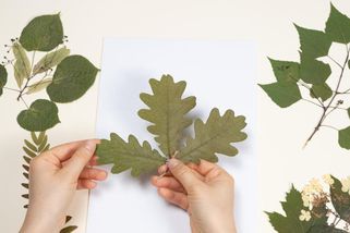 Školní herbář už nepomůže. Většina Čechů uhoří na páté otázce: Poznáte tento list?