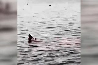 Útok žraloka v Hurghadě zachytila kamera, úřady uzavřely pobřeží na tři dny - Novinky