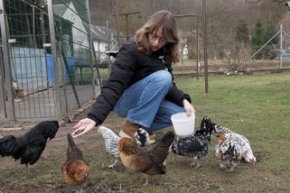 Čtrnáctiletá chovatelka má doma padesát belgických slepic. „Je s nimi zábava,“ říká.