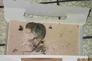 Snímky jen pro otrlé. Inspektoři kvůli myším zavřeli brněnskou hospodu - Novinky