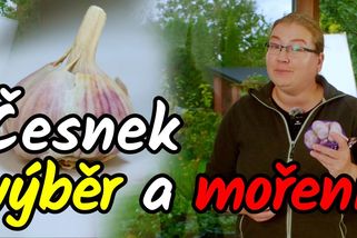 Jak mít obří palice česneku? Teď je nejvyšší čas na výběr kvalitní sadby a správné moření | Šikulio Zahrada