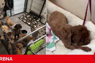 Je dospělá, přesto má stále sací reflex jako štěně. I tak vypadají psi z množírny