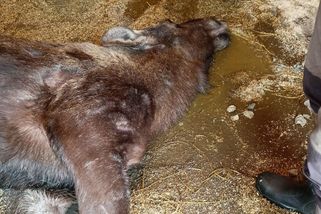 Samice losa v hlubocké zoo čekala dvojčata. Zabily ji sušenky od návštěvníků - Novinky