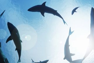 Vstupem do vody vcházíte do lví klece, varuje odborník. Žraloci jsou z oteplování pomatení