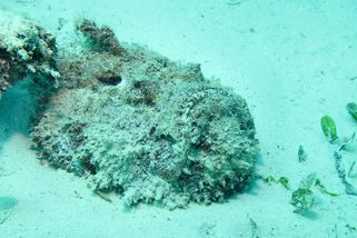 Odranec: smrtelně jedovatá ryba má na svědomí desítky životů ročně. Doma je i v Egyptě - Médium.cz