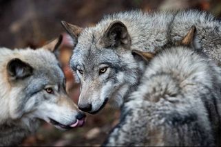 Chorvatsko děsí vlci. Šelmy míří k domům i plážím u turistických letovisek