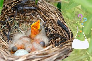 Může dojít k páření mezi různými druhy ptáků, např. kavky s holubem, a mohou pak mít mládě? - Médium.cz