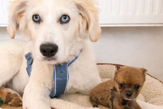 Maličká fenka Freya bojovala o život. Pomohli jí lidé, kteří to nevzdali - Médium.cz