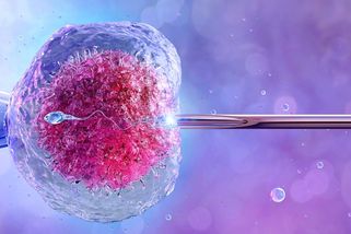 Vybrat si to nejchytřejší embryo? Slibná technologie i etická noční můra - Seznam Zprávy