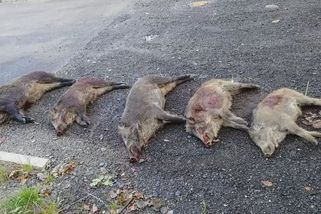 Odstřelovači zlikvidovali za noc pět divočáků. Je to málo, zlobí se myslivci