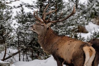 Za upytlačeného dvanácteráka myslivec k soudu nepůjde. Z trestu se vykoupil - Novinky