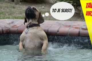 Pejsek si dává zaslouženou siestu a relaxuje ve vířivce | Tady virál