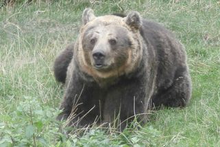 Příběh kladenských medvědic, z opuštěných beden do zámecké zahrady - Médium.cz