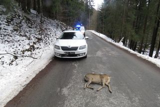 Je to těžké, ale zvěři se na silnici nikdy nevyhýbejte. Ideální je brzdit a zvíře prostě srazit