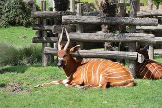 Záchranná mise bongů: geneticky cenní samci odletí do Keni