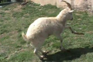 Trable s rybkou v akváriu i děs v prasečáku. Veterinární inspektoři v Plzni se nenudí - Novinky