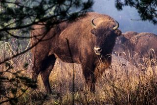 Válka zdecimovala v ukrajinském národním parku stádo zubrů. Milovická rezervace spouští kampaň k jeho záchraně