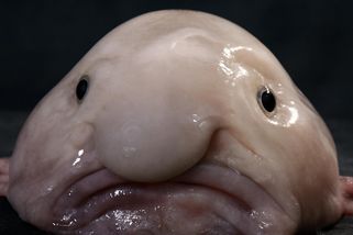 koktejl | Nejošklivější zvíře světa blobfish: O záhadném tlustohlavci tasmánském víme málo