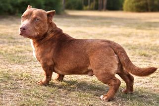 Pitbul má štěňata s jezevčíkem. Tento kříženec vypadá tak zvláštně, že lidé nevěří, že je skutečný