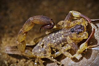 koktejl | Štíři ročně zabijí tisíce lidí: Jak se jim vyhnout a co rozhodně nedělat
