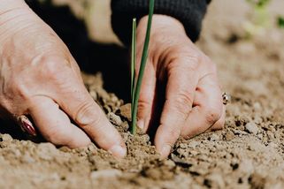 Zahradníkův rok: Skrytá připomínka ruského hyenismu a lidské houževnatosti - Médium.cz