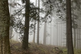 Stoletý stařík z Českobudějovicka se ztratil na houbách. Našel ho policejní pes - Novinky