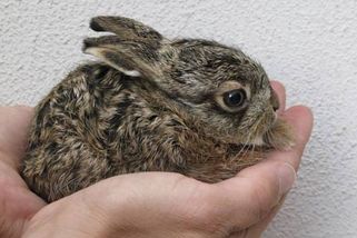 Zajíček v nouzi? Ideální pomoc je otočit se a jít pryč, radí záchranáři