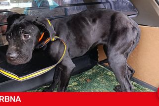 Růženka byla samý kousanec a páchla čpavkem, dohromady se jí snaží dát útulek