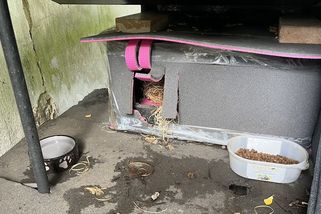 Pane starosto, jste krutý. Radnice ostravské části lidem brání, aby krmili toulavé kočky - Novinky