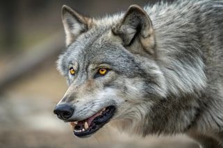 Ženu v Hamburku pokousal vlk - Echo24.cz