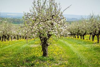 První předpověď na jaro: Dubnové překvapení podtrhne tradičně nestabilní počasí, co čekat?