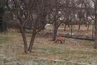 Liška s „jantarovýma očima“ na Novojičínsku decimuje chovy slepic. Vypsali na ni odměnu - Novinky