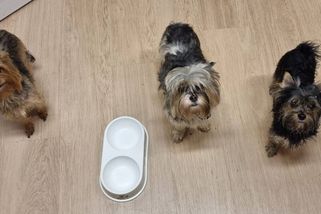 Někdo vypustil na ulici devět fenek jorkšíra. Strážníci našli podezřelou osobu - Novinky