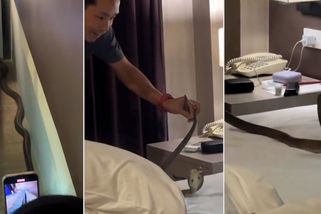 Noční můra v podobě kobry v posteli se zhmotnila turistům v Thajsku